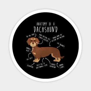 Red Wirehaired Dachshund Dog Anatomy Magnet